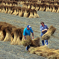 Harvest of flax (Linum usitatissimum), Belgium